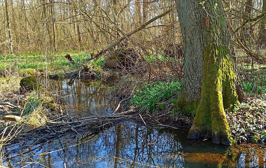 Kępka śnieżycy wiosennej