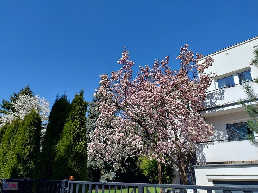 Magnolie na Grotach