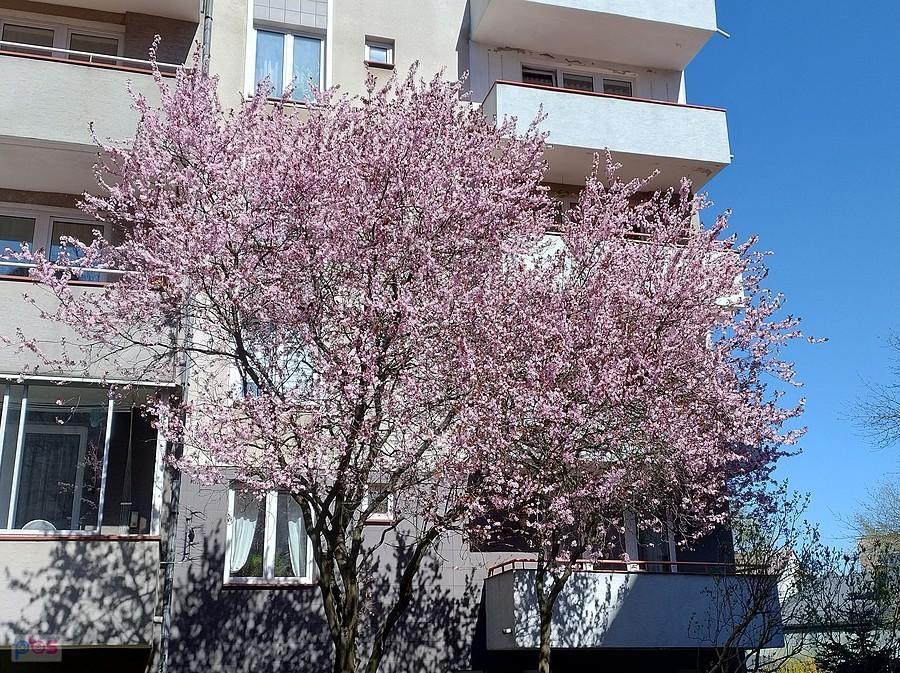 I drzewka na osiedlu