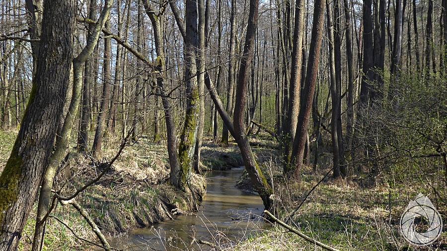 knieje Roztocza Południowego