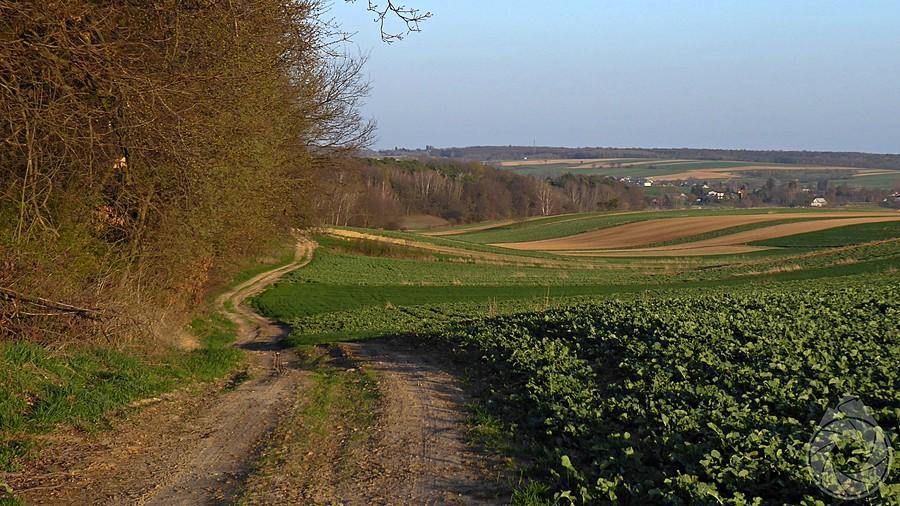 podzamojskie pola
