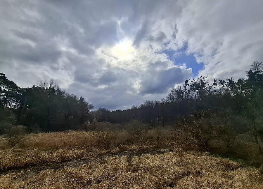 Przejaśnienia nad bagnami
