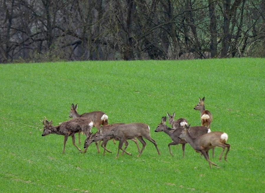 Zbliżenie na stadko saren