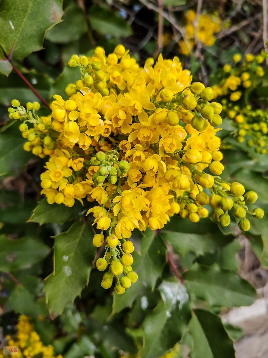 Mahonia ma kwiatki podobne do kwiatów berberysu