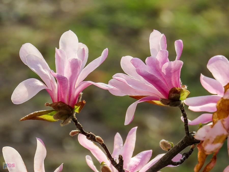 Kwiaty magnolii