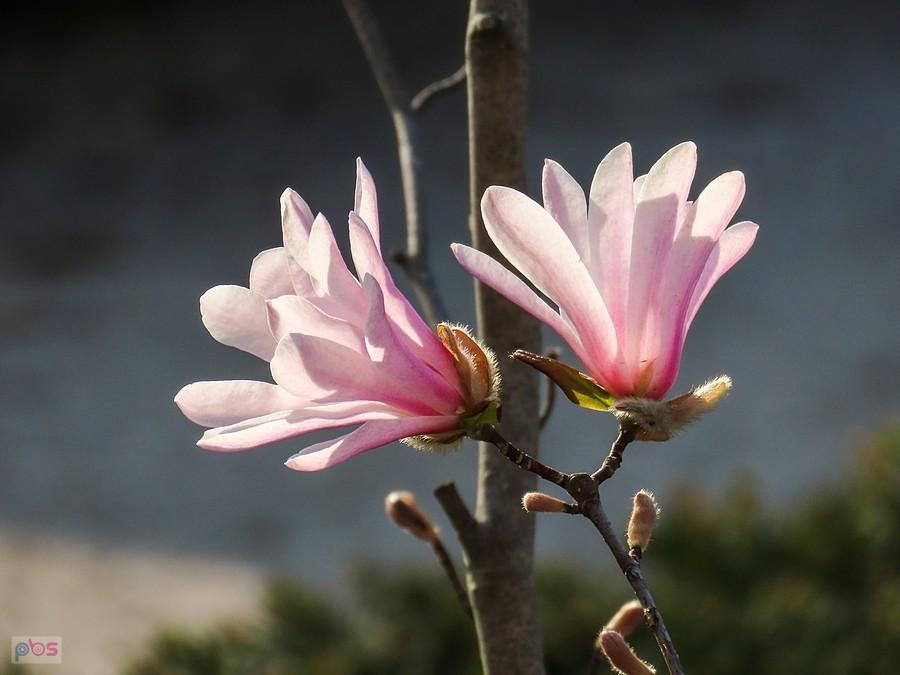 Magnolia podświetlona przez słoneczko