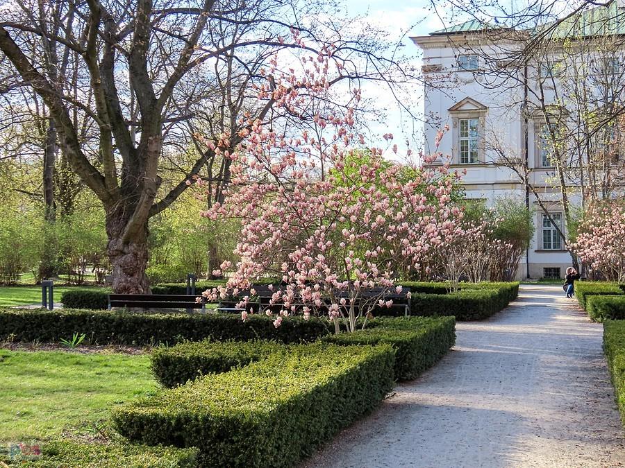 Magnolia przy Pałacu Krasińskich