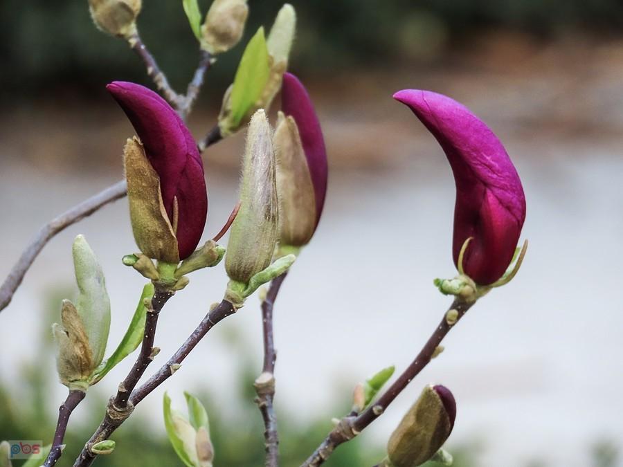 Magnolia purpurowa dopiero rozpoczyna kwitnienie