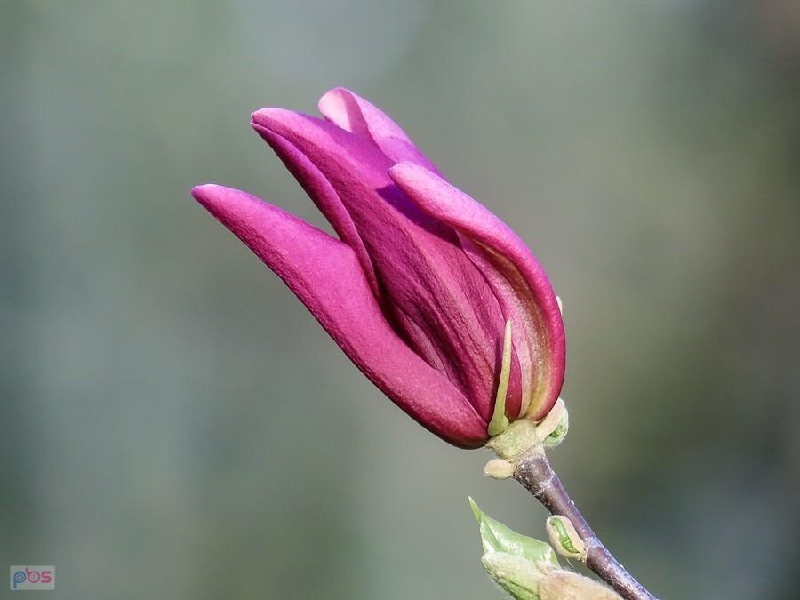 Purpurowy kwiat magnolii