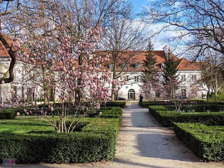 Zakątek z magnoliami w Ogrodzie Krasińskich