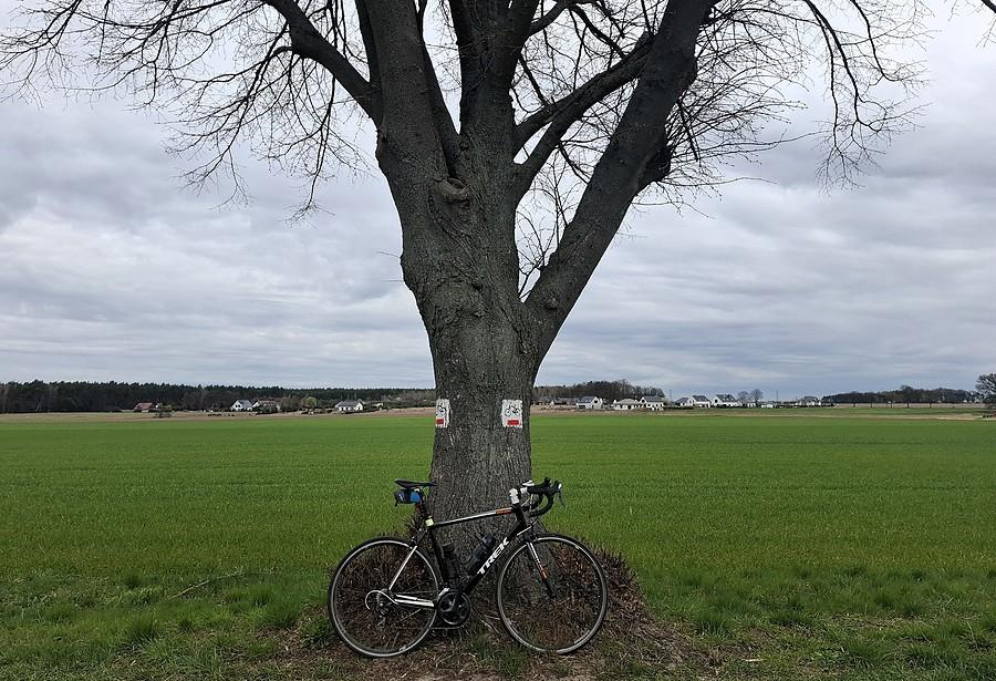 Rowerówka spod drzewa