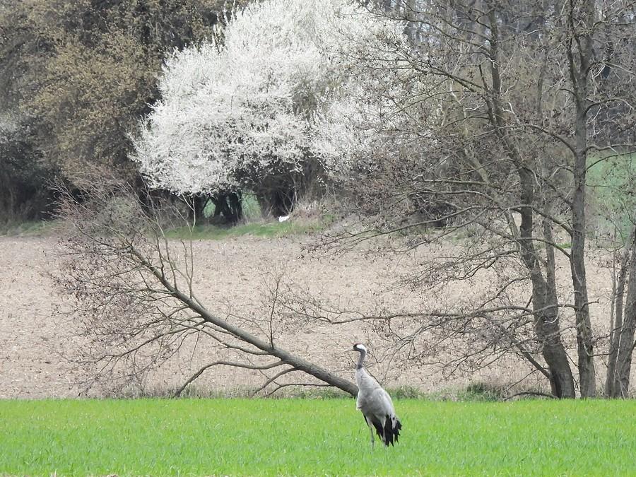 Ukrywający się żuraw