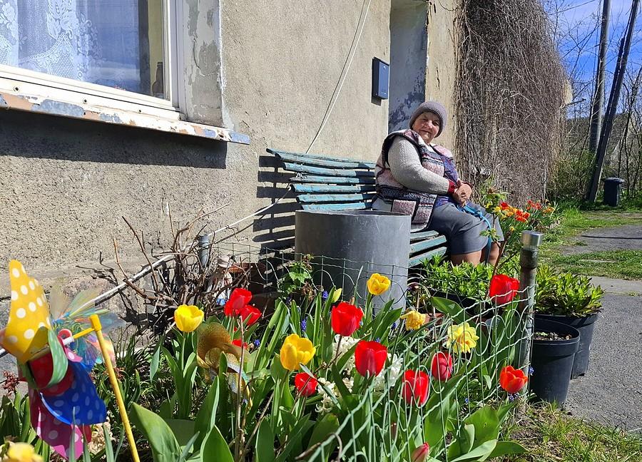 Tulipanki urosły