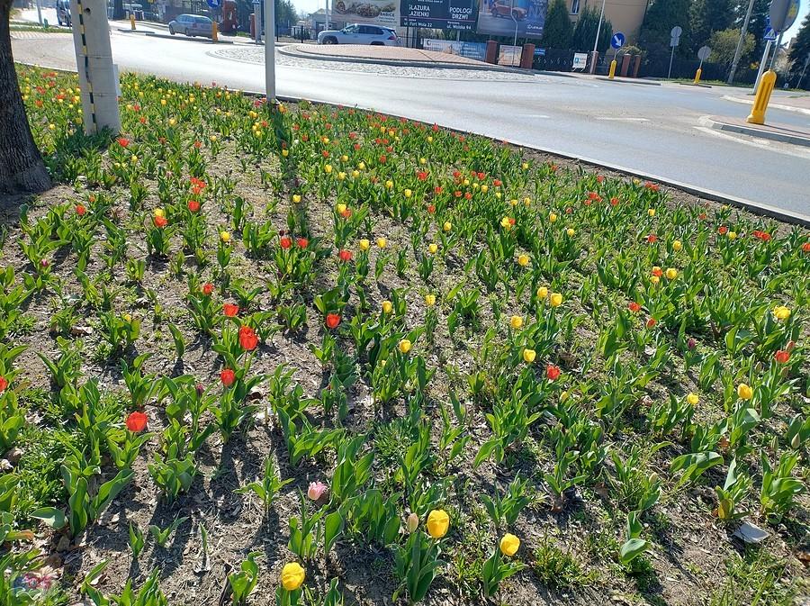 Tulipany w Zielonkach