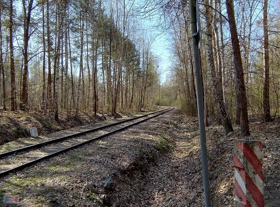 Tor przez las. Lokomotywa akurat znikała za zakrętem