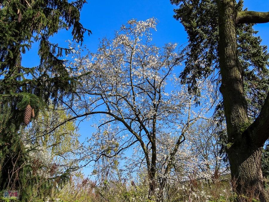 Magnolia między świerkami