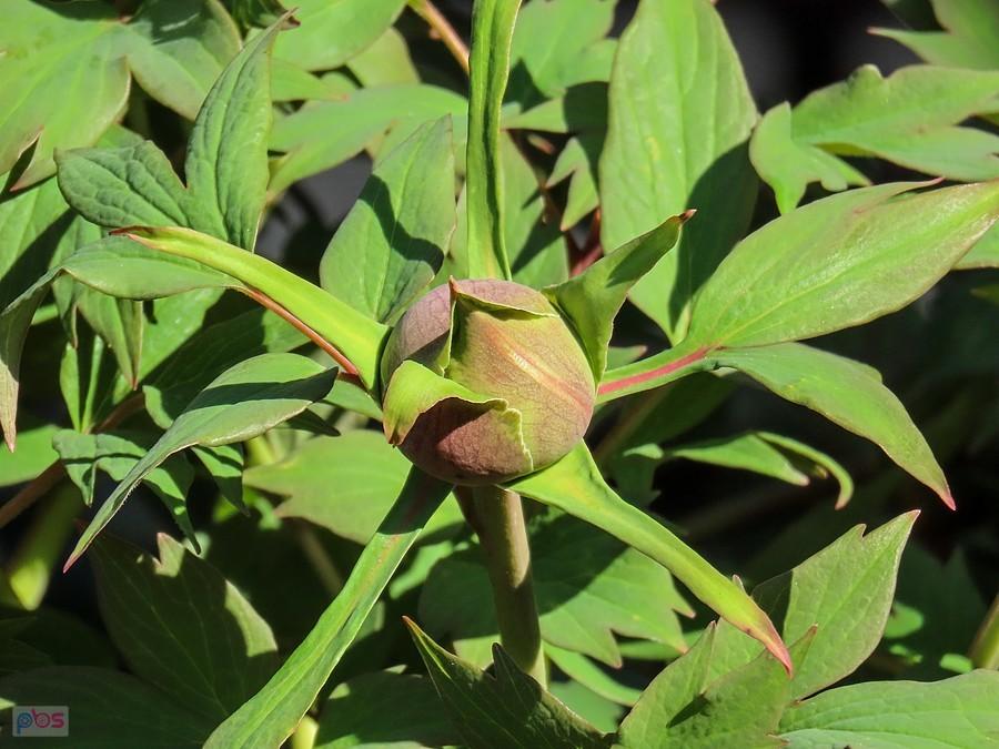 Peonia drzewiasta