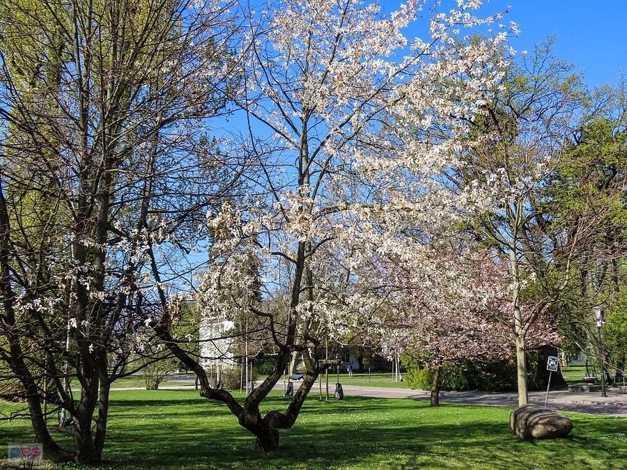 Magnolia z białymi drobnymi kwiatami