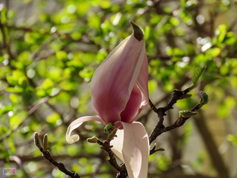 Kwiatuszek magnolii ciągle w czapeczce