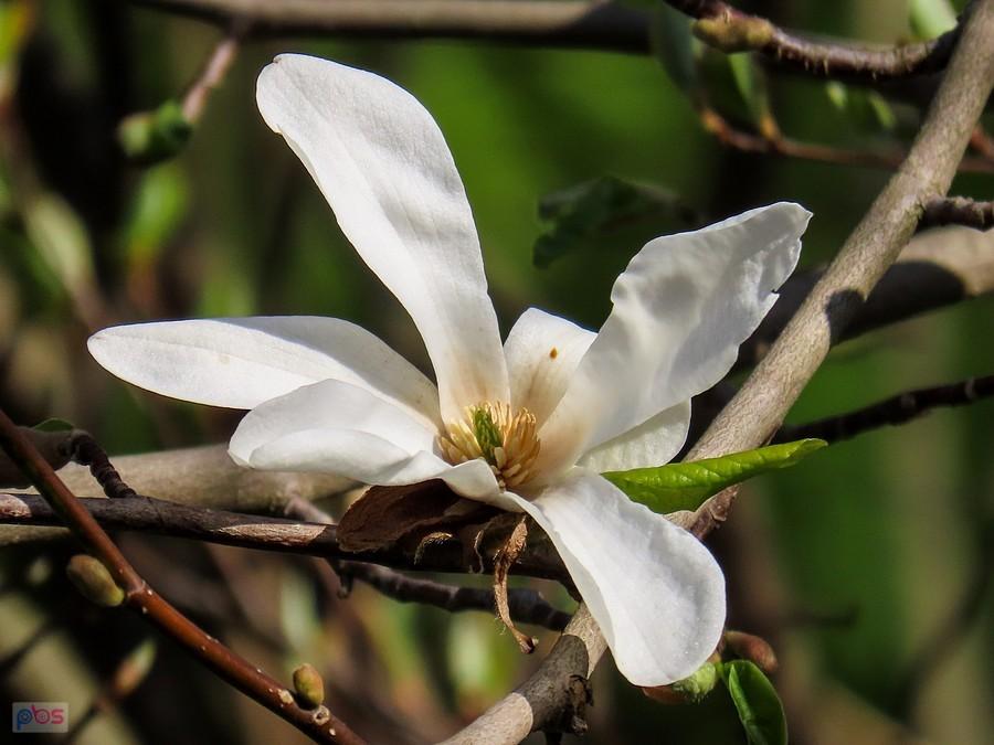 Kwiat magnolii japońskiej