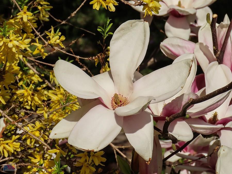 Forsycja i magnolia