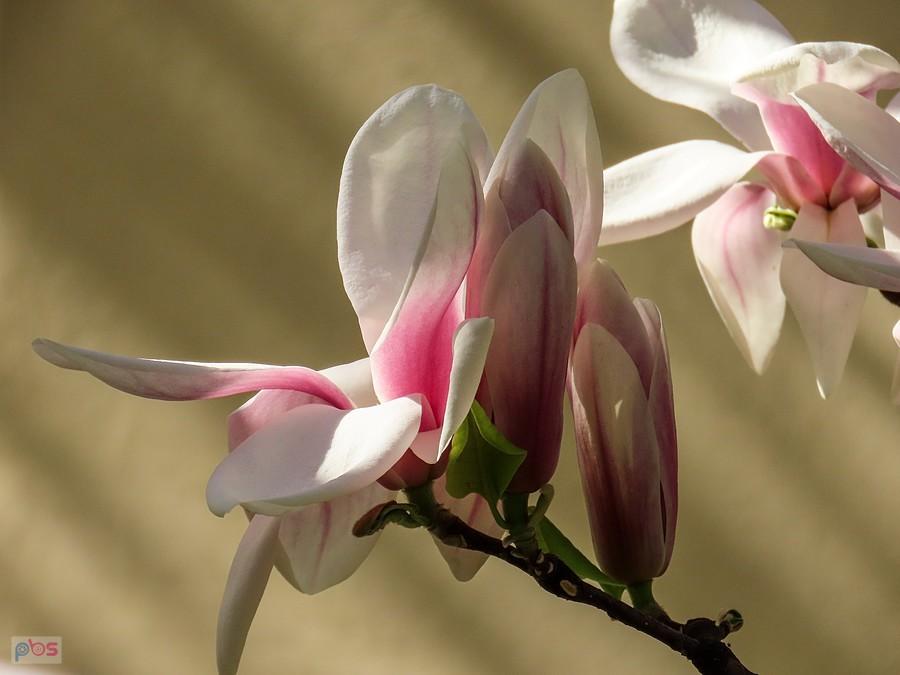 Niektóre kwiaty magnolii dopiero się rozwijają