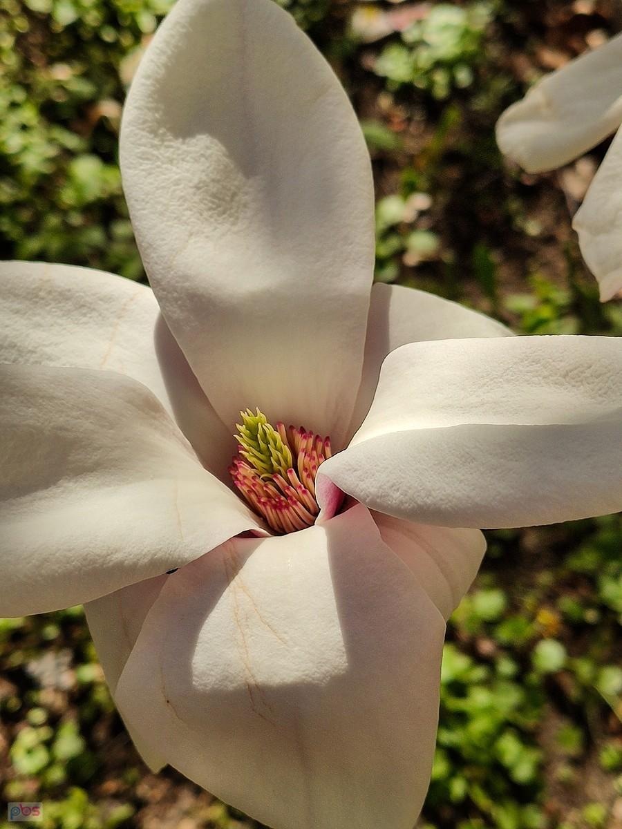 W środku kwiatu magnolii