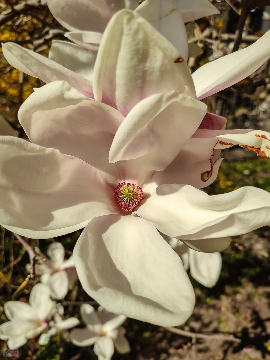 Słońce dopieszcza kwiaty magnolii