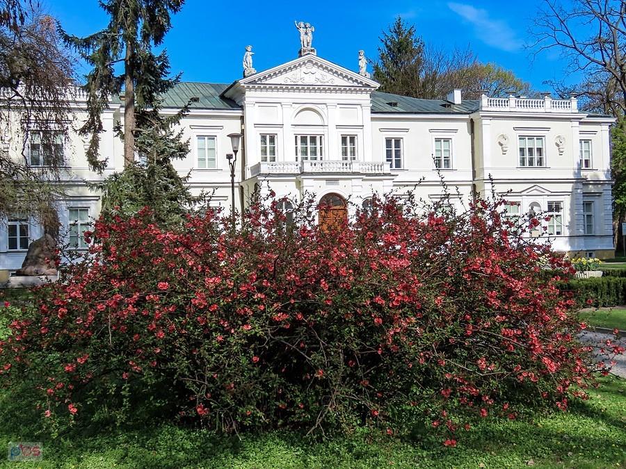 Pigwowiec przed pałacem Krasińskich