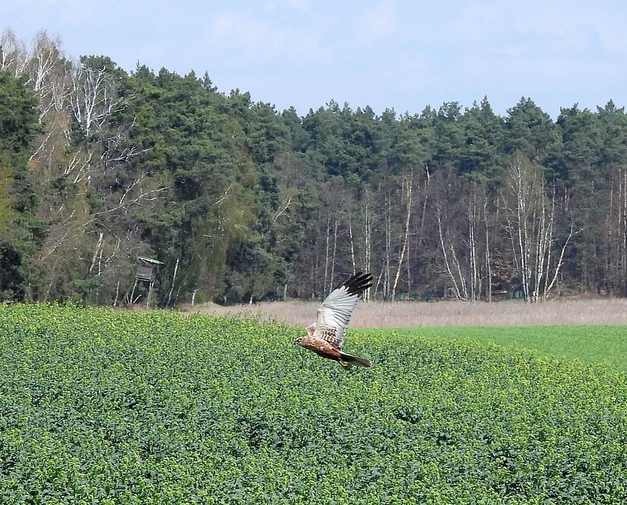 Błotniak nad rzepakiem