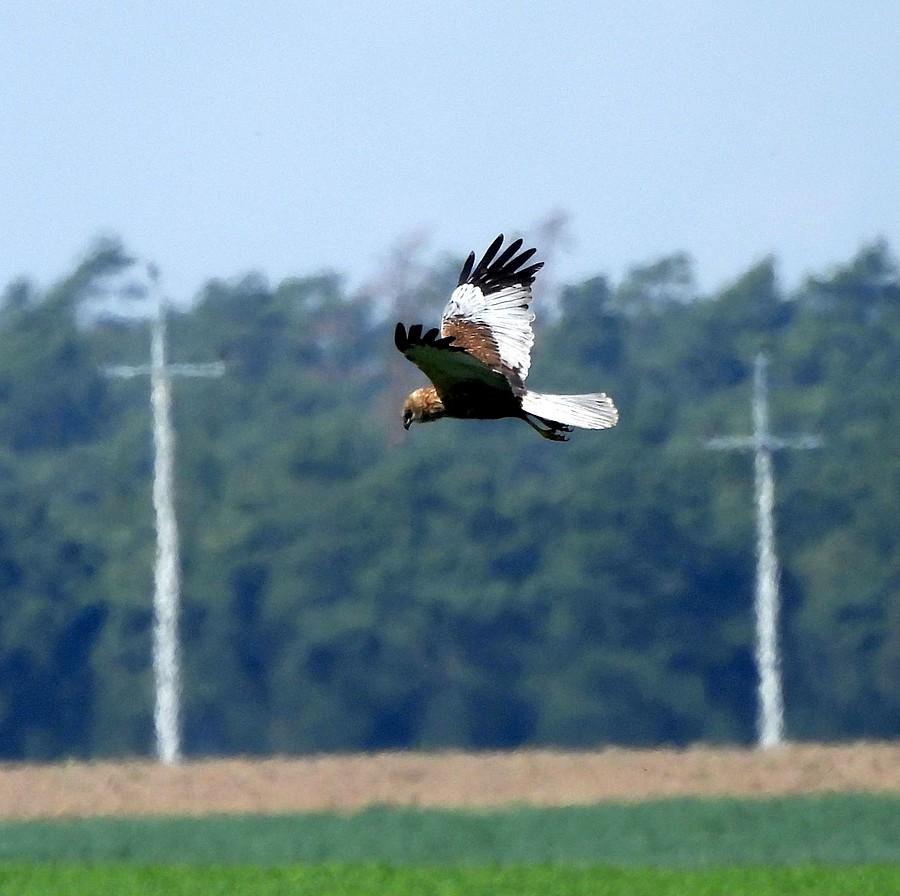 Błotniak stawowy