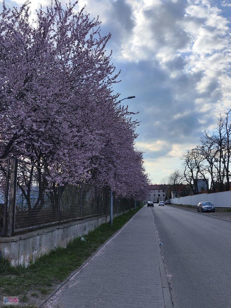 ukwiecona ulica