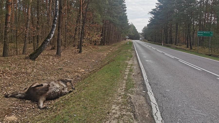 Łoś nie przeżył, a kierowca? DW 632