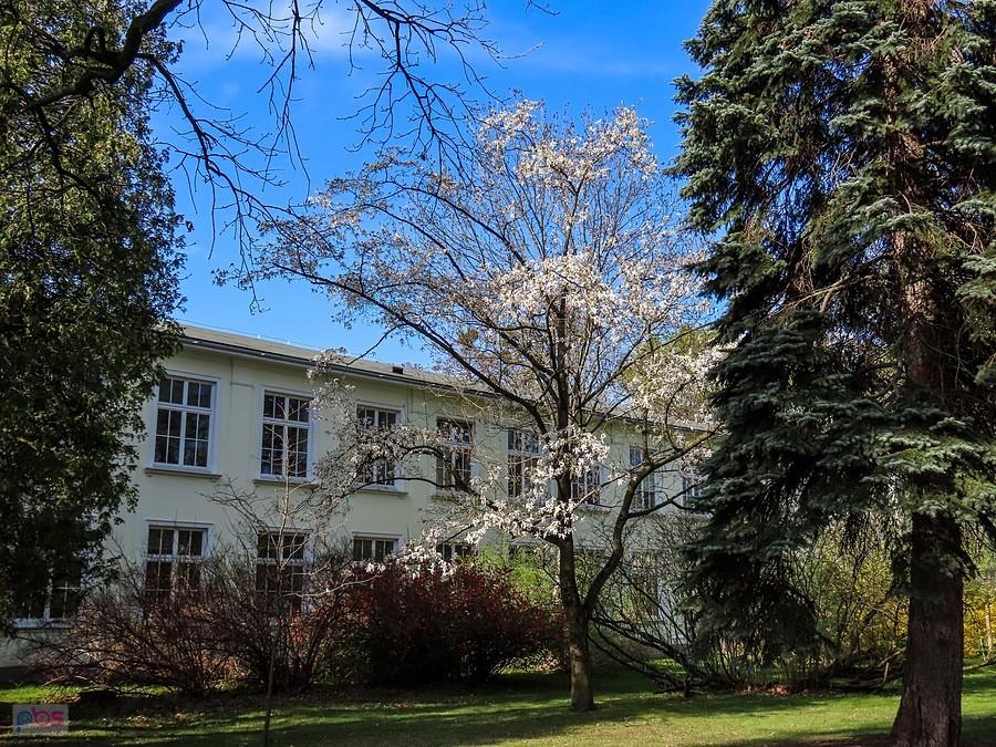 Magnolia przy Wydziale Ekonomicznym