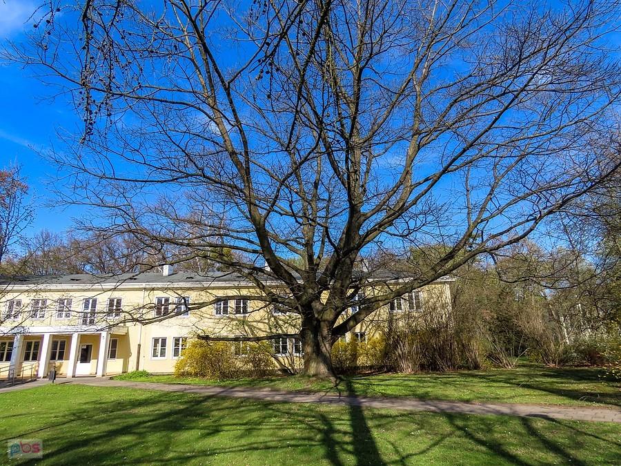 Dorodny dąb czerwony, jeszcze bez liści