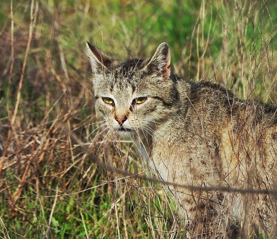 Polny łowca