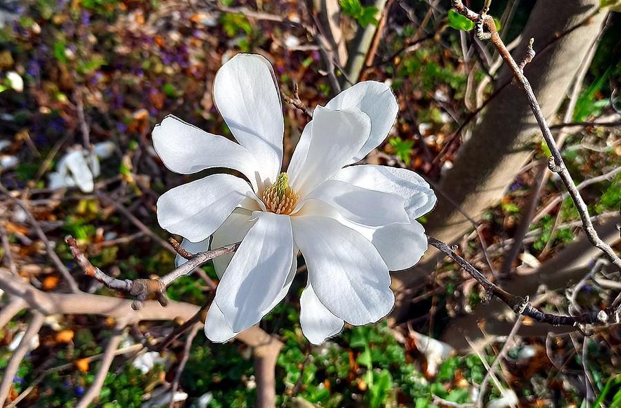 Magnolia