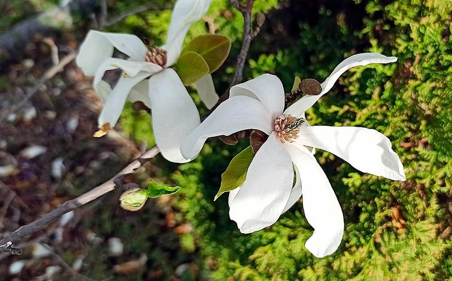 Magnolia