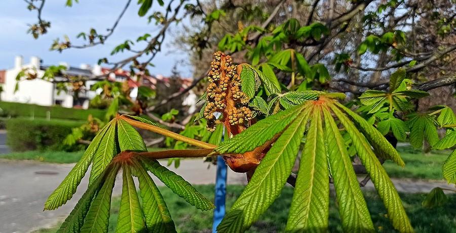 Kwiatostan kasztanowca