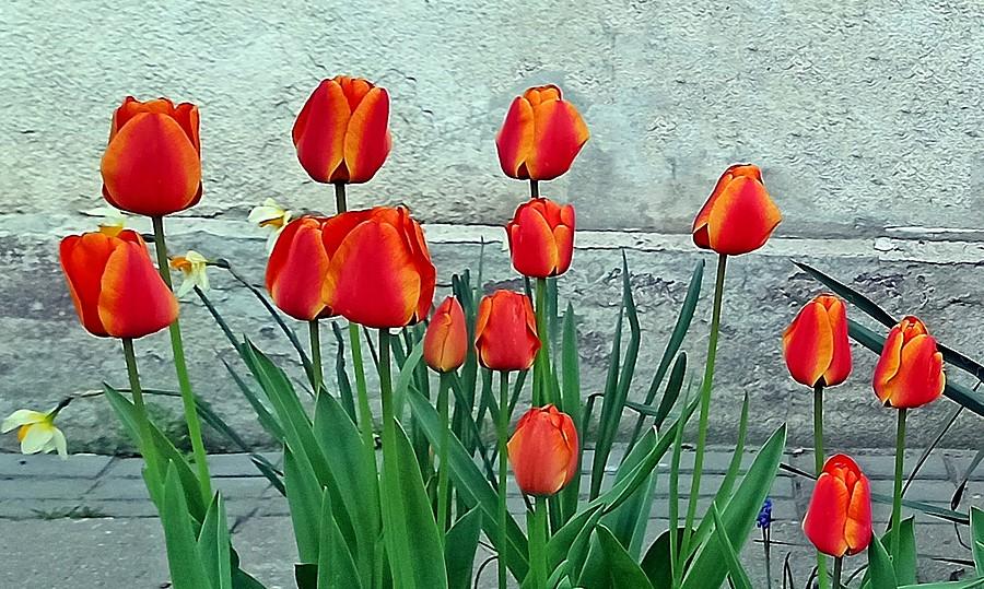 Ulubione tulipany
