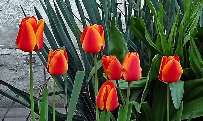 Tulipany
