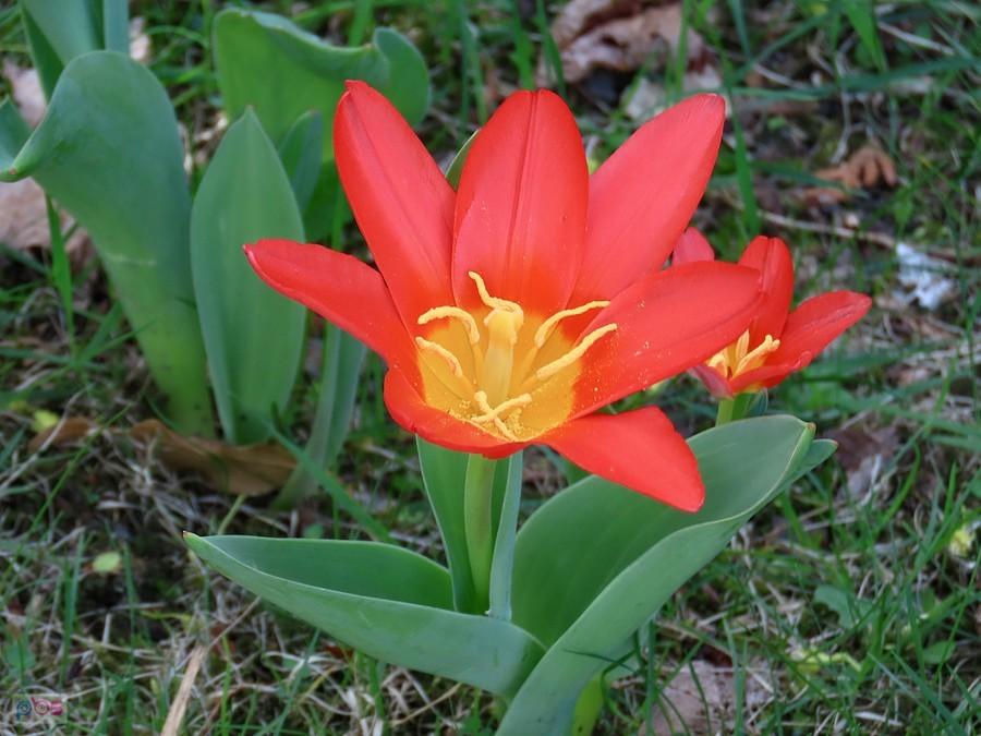 Tulipany Kaufmanna mają niewielkie rozmiary