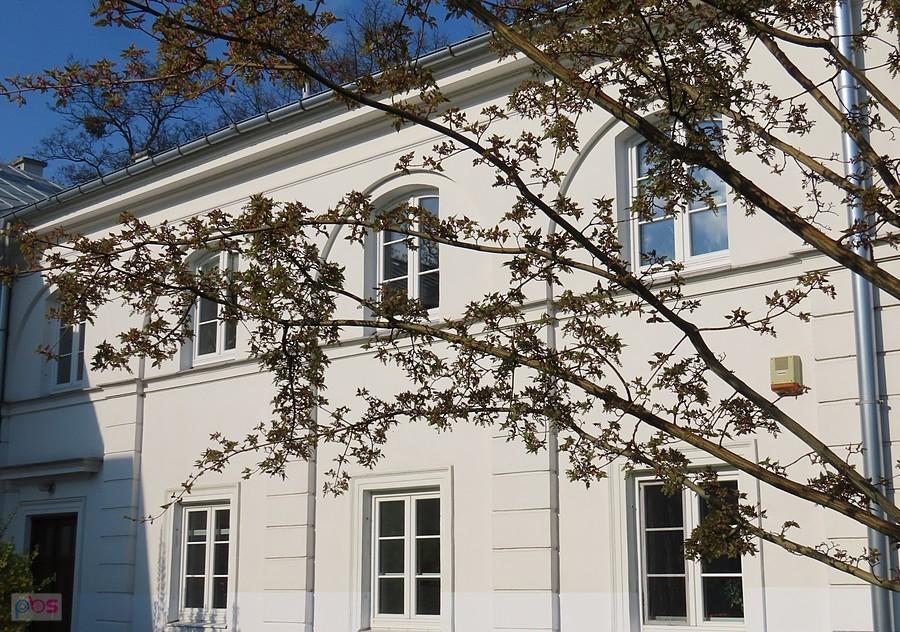Gałązki klonu davida