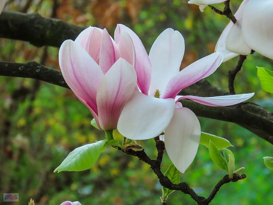Magnolia jeszcze kwitnie