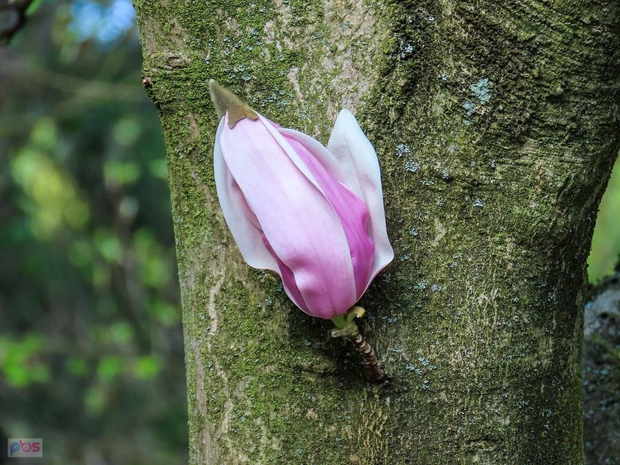 Kwiat magnolii wyrasta wprost z pnia