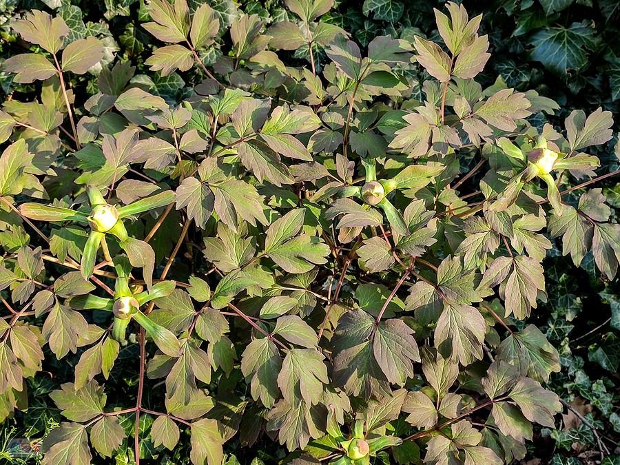 Peonia drzewiasta