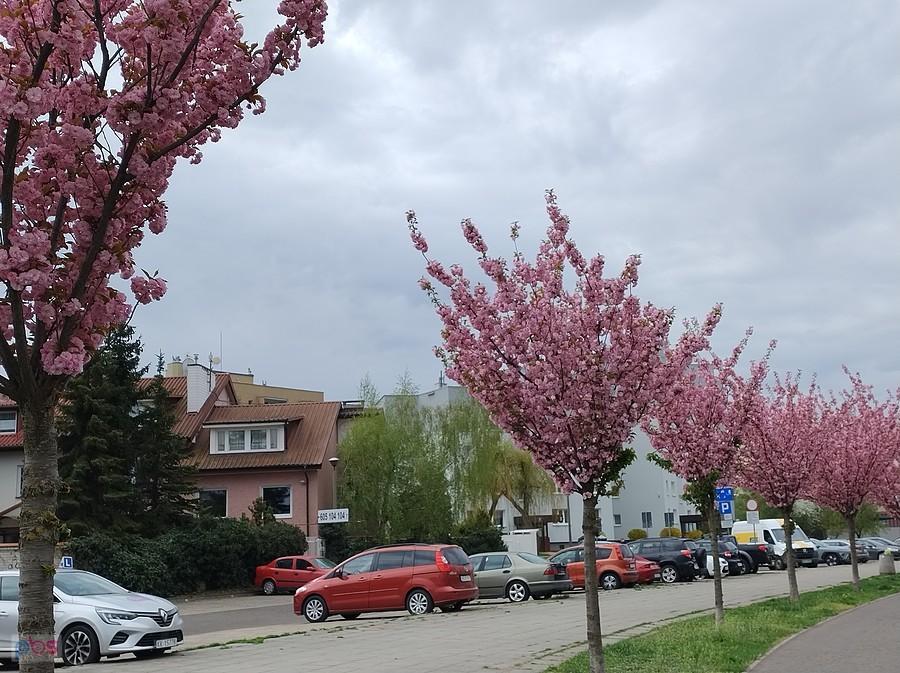 Wiosenne drzewa
