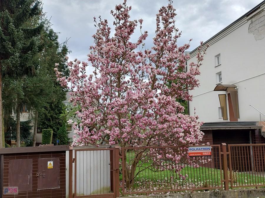 A to magnolia na Grotach