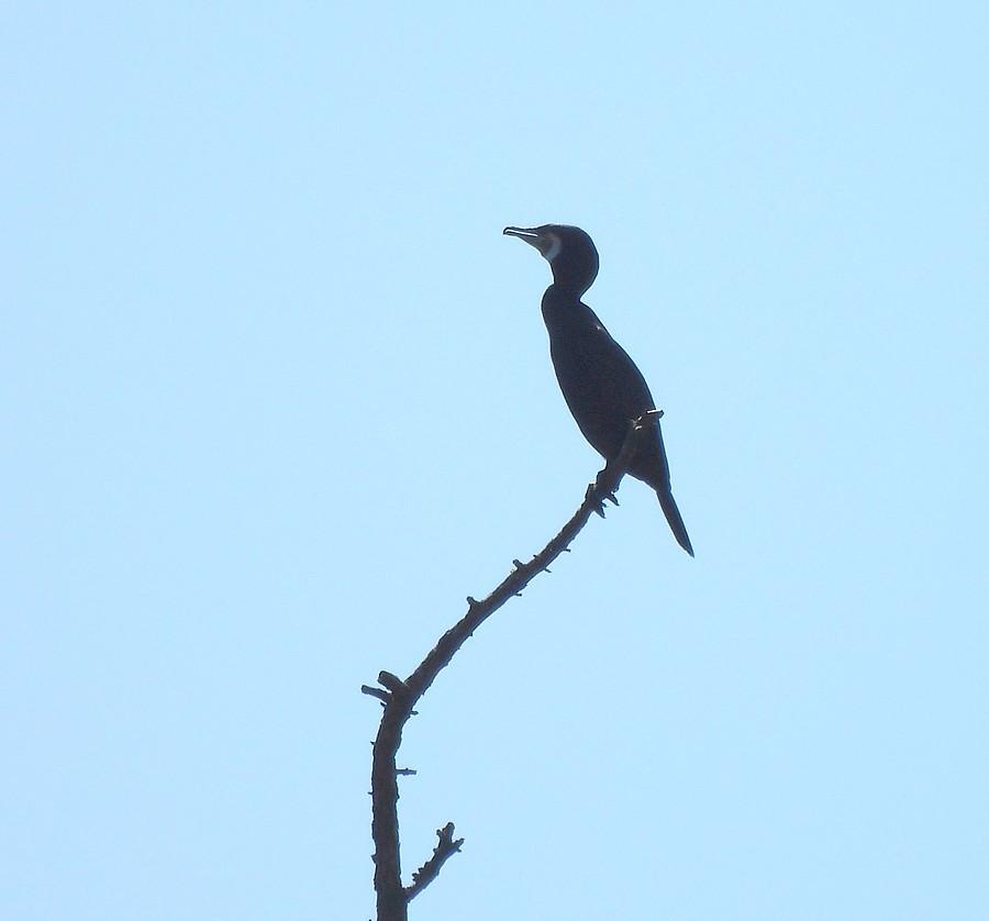 Kormoran z Karpnik