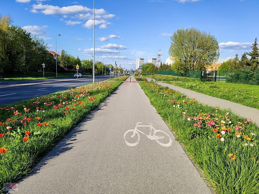 Tulipanowa DDR-ka na Roentgena